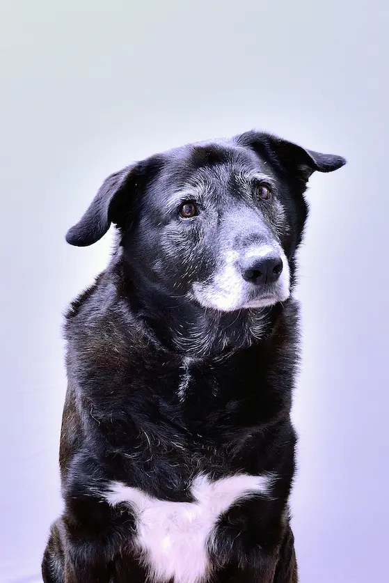 Dadou, mon chien, accompagné en soin énergétique pendant sa leishmaniose